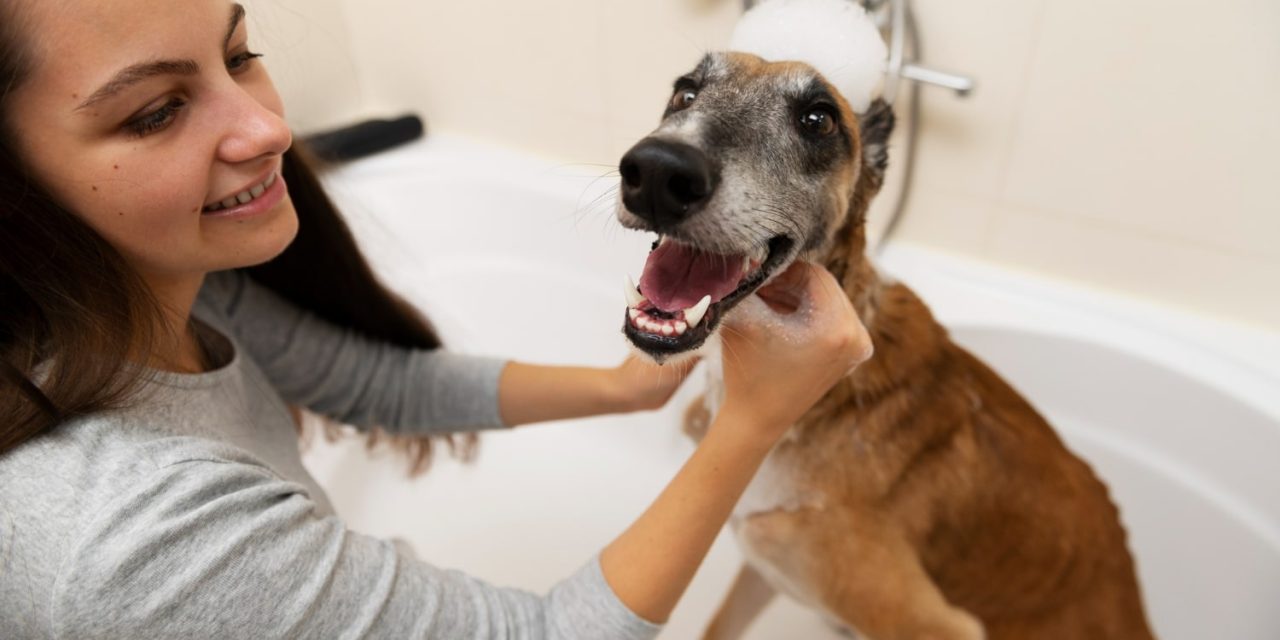 El impacto de un buen cuidado dental en la salud general de las mascotas