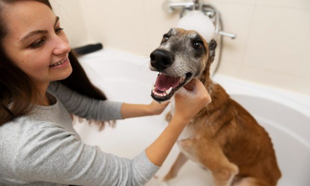 El impacto de un buen cuidado dental en la salud general de las mascotas